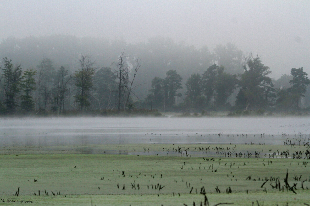 Longmeadow & Agawam Field Trip with Allen Bird Club